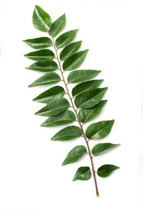 Curryblatt - Murraya koenigii, (auch Chalcas koenigii oder Bergara koenigii) Rautengewächse