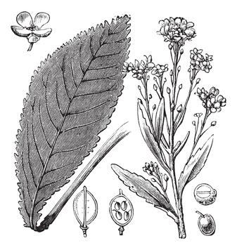 Löffelkraut - Cochlearia officinalis, Kreuzblütler, Skorbutkraut, Kressekraut