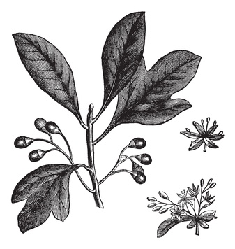 Sassafras - Sassafras albidum oder S. officinalis, Lorbeergewächse, Fenchelholzbaum, Fieberbaum