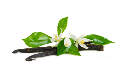 Vanille - Vanilla planifolia, Orchideengewächse, Echte Vanille