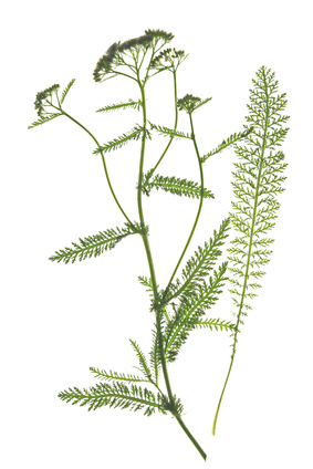Schafgarbe - Achillea millefolium, Korbblütler, Gänsezunge, Jungfrauenkraut, Tausendblatt